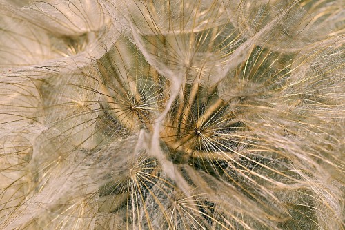 Wiesenbocksbart