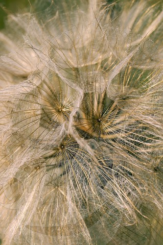 Wiesenbocksbart