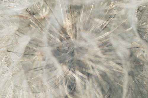 Wiesenbocksbart