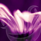 Kapkörbchen violett