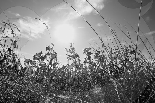Sommerwiese