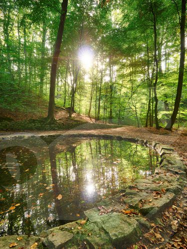 Teichgrundquelle in der Dresdener Heide