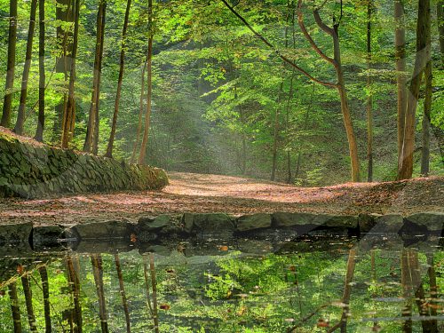 Teichgrundquelle in der Dresdener Heide