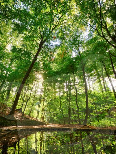 Teichgrundquelle in der Dresdner Heide