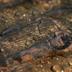 Regen und Regenwasser auf Planken